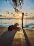 Tangawizi Lodge Zanzibar - Adults Only - Beach