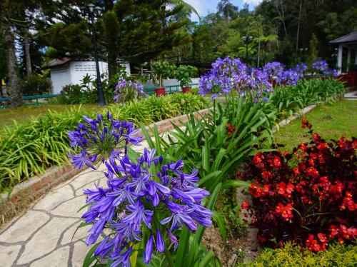 Holiday Accommodation Cameron Highlands - Pet friendly