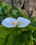 Temahima Hotels in Daisen
