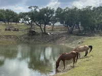 Oaks Ranch- Gorgeous Home near Guadalupe River State Park Hotels in Spring Branch