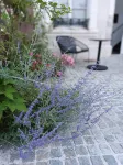 Hôtel Loysel le Gaucher Hotels in Argoules