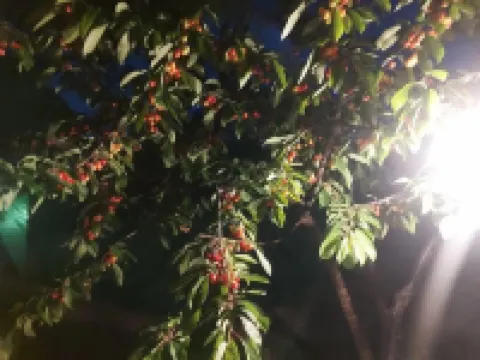 Hunza Cherry Guest House Hotels in 