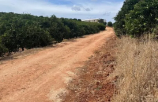 Orange Grove Residence