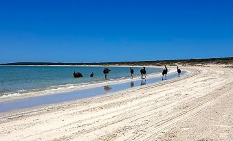 On the Deck @ Shark Bay