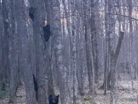 Sxs, Utvs and All! Access to Tuscobia Tr! Private Cottage! Dogs! Hotels in Sawyer County
