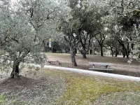 Provencal farmhouse on a hillside surrounded by centuries-old olive and oak trees