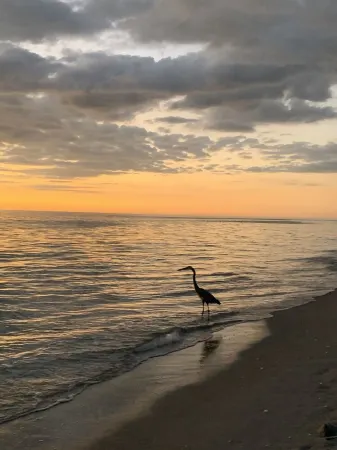White Pelican at Shorebirds, Beach Sunsets 3 Min Walk! Kayaks, Bikes and More! Отели в г. Манасота-Ки