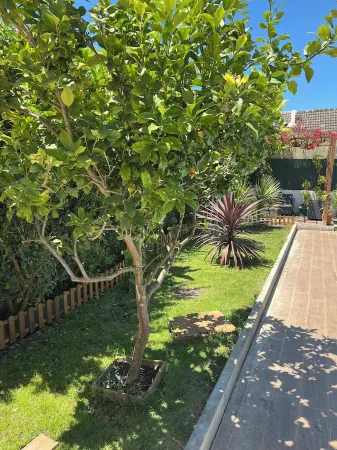 A Casa da Lagoa (Lagoa de Albufeira) - 800 da Praia