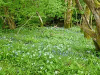 Hendre Aled Cottage 1 - Ramah Hewan Peliharaan