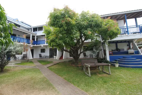 Bananaquit Tobago -Stay Near the Beach