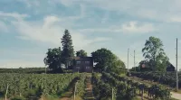 Vineview Inn-Farm Experience in the Heart of Wine Country-ice wine festival area