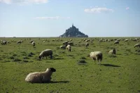 Au Mont De La Rive #Jacuzzi & Mont-Saint-Michel # Hotel di Pontorson