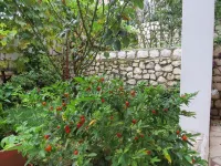 Apartments Bubi - Homestays