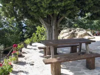 Mimosa - Borgo la Civitella