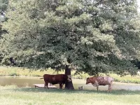 Texas Tin Star Tiny Home-Dusty Feathers Ranch. 9acres. Close to Cedar Creek Lake