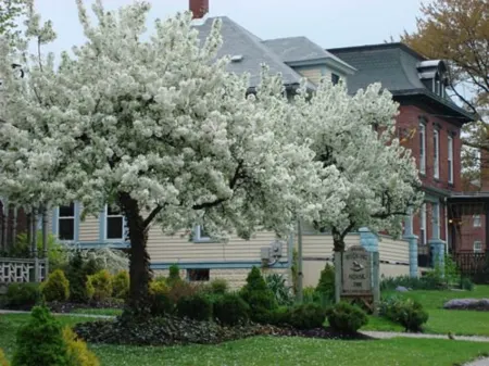 Rocking Horse Inn Отели в г. Кент