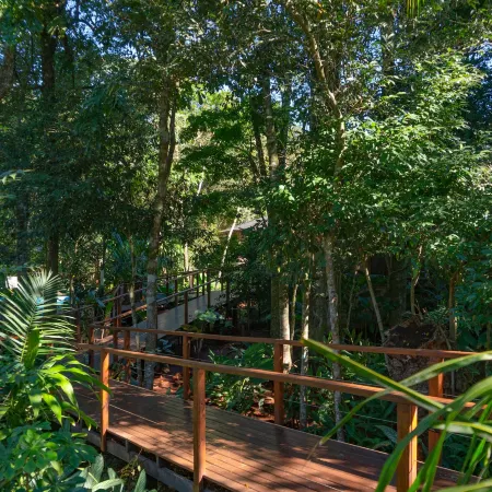 Selva de Laurel