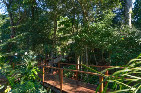 Selva de Laurel
