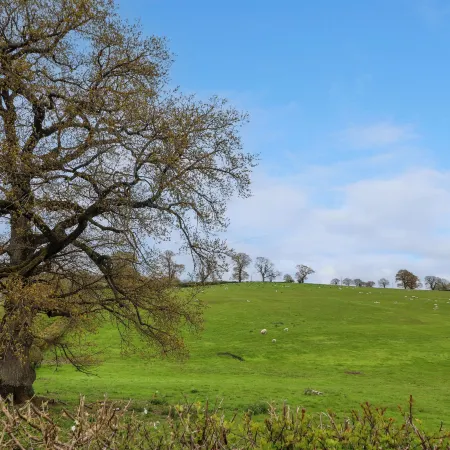 Aelybryn