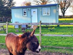 Starry Meadow & Rescued Animal Experiences