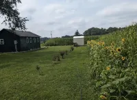 Secluded Country Cabin - Homestays