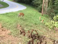 Cozy Athens Home on the Brook Hotel a Athens