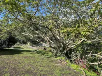 Under Walnut Tree