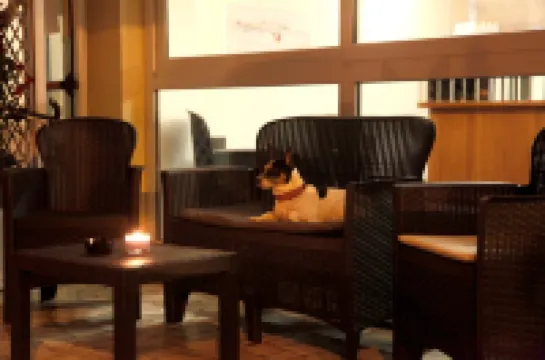 Hotel Alfa - Spiaggia Inclusa Con Formula All Inclusive