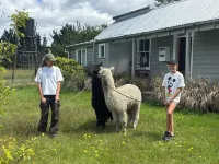 Cricklewood Farmstay, Alpaca walk and hot tub Hotels in Coal Stream