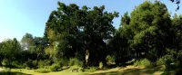 Mongoose Manor