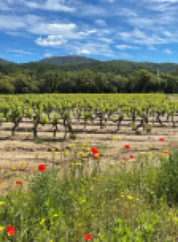 Maison Les Lavandes Between Vineyards and the Mediterranean Sea 普朗－德拉圖爾酒店