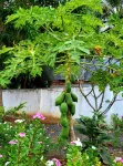 KS Quang Truong My Tho - pet friendly