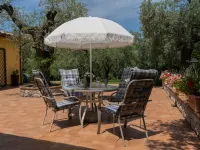 Olive Grove Sabina