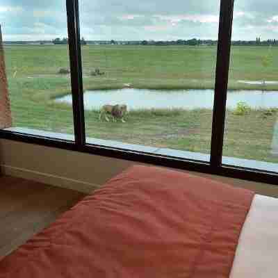 Le royaume des Lions Rooms