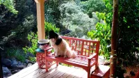 Ocean View Cabin located on Organic Coffee Farm with Hiking Trails