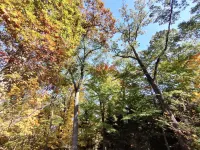 Snowy Escape: Cozy Michiana Cottage for 8 with Fireplace & Wooded Privacy Hotels in LaPorte County