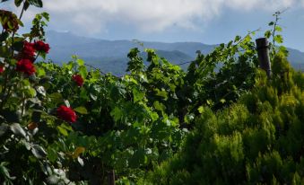 L'Antica Vigna