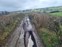 The Old Stables Hotels in Caerphilly