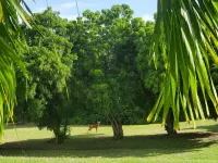 Private Paradise in Gated Buccaneer Bay Estates on Shoys Beach Road Hotels in East End