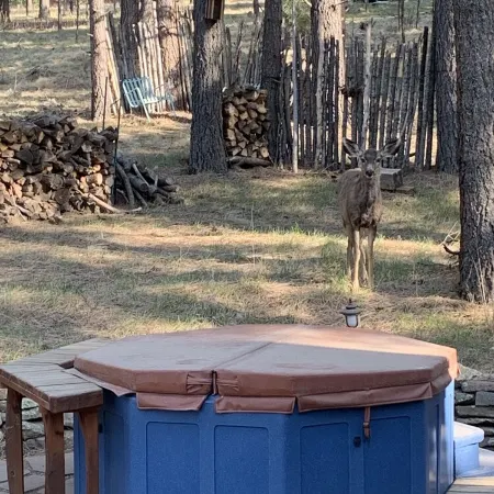 Enjoy the stars and the deer under the ponderosa pines