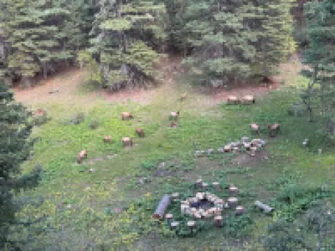 Cozy Bear Den