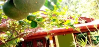 Sigiriya Rock Gate Resort