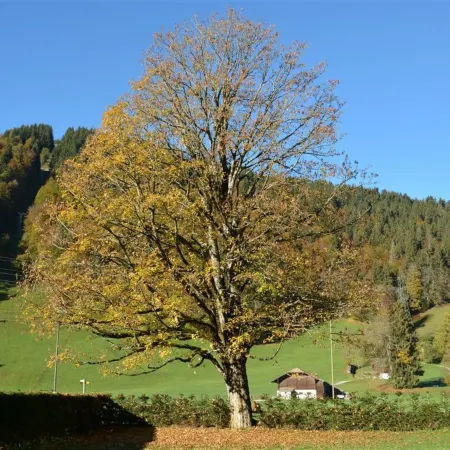 Oberland Nr. 19