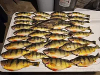 Indoor Fish Cleaning - Darts - Poker - Newly Remodeled