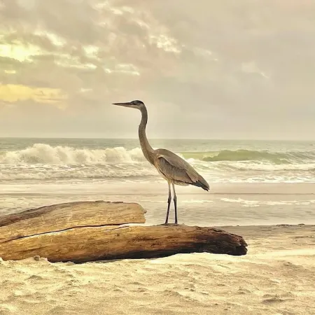 Beachfront & Beautiful - Spacious 3BR/2BA On Dauphin Island - Amazing Amenities