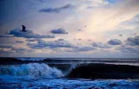 Daunts Albatross Motel Hotels in Montauk