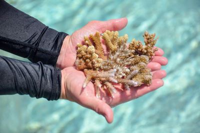 その他 シェラトン モルディブ フルムーン リゾート&スパの写真