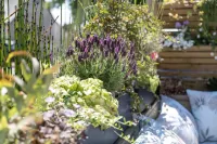 威威爾科特住宅旅館