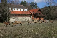 Willow apartment at Kamenný potok