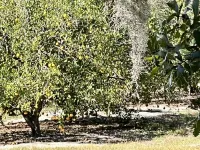 THE SIGNATURE ORANGE GROVE SUITE